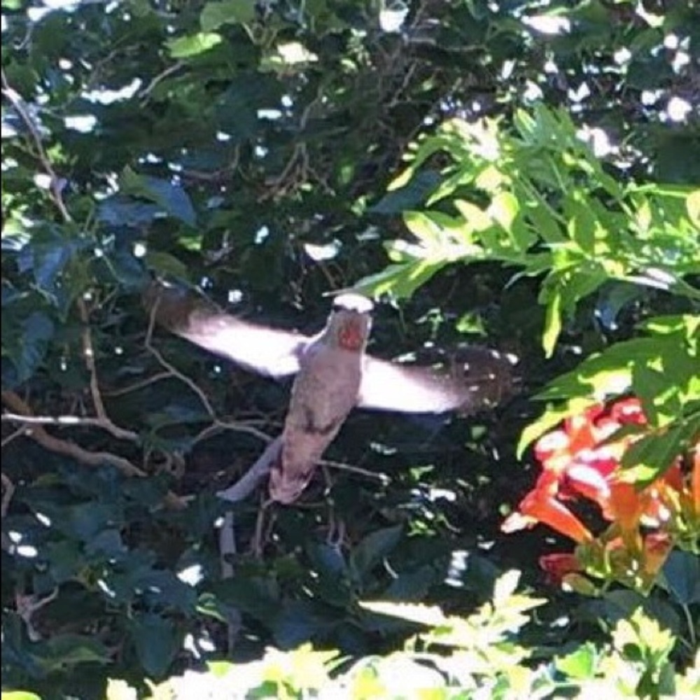 Meet your Posher, Diana